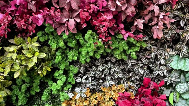 Tropical Plant Display with Rich Foliage and Natural Texture