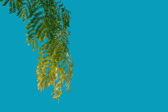 Green leaves from gleditsia triacanthos creating a natural border against a vibrant blue background