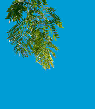 Fresh green gleditsia triacanthos leaves hanging against a clear vibrant blue sky