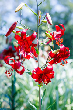 Red lily flowers blooming beautifully in a summer garden.　