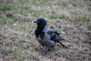 Fototapeta premium A close-up of a Hooded Crow