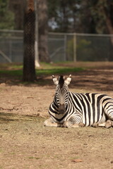 Obraz premium Plains Zebra Resting on Ground in Open Zoo Enclosure