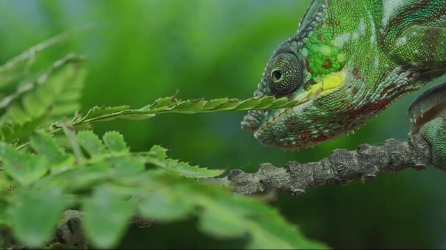Macro close up of vivid green panther chameleon dragon focusing on fresh fern foliage and looking around in soft, blurred background. Portrait of vibrant chameleon in green Pteridophytes
