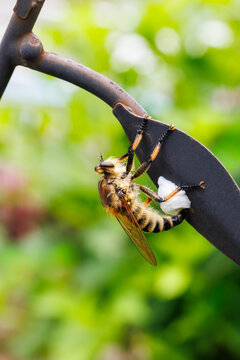 Robber fly laying eggs on an art object in a park in early summer.