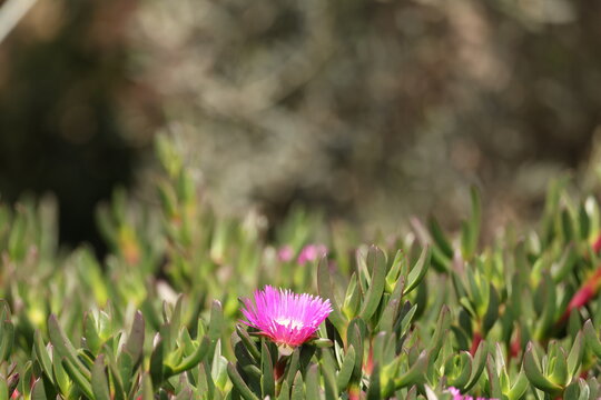 Vibrant Pink Pigface Flower Blooming in a Green Succulent Garden