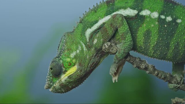 Beautiful vibrant young panther chameleon (Furcifer pardalis) textured skin, looking down from thin branch against soft-focus bright blue backdrop. Detailed portrait of vibrant chameleon.