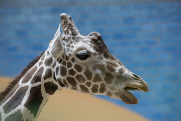 A close up of a giraffe © Giulia Velaine