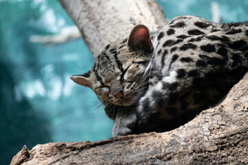 A close-up of a Margay on a tree © Ravyn