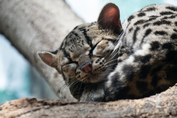 A close-up of a Margay on a tree © Ravyn