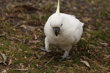 Sulphur-Crested Cockatoo Walking on Grassy Ground in Australia © blueringmedia