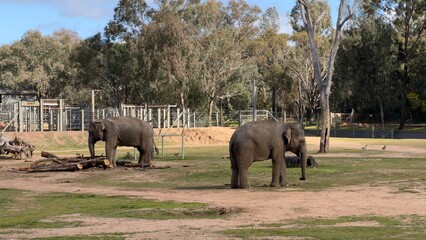 Two Asian Elephants Standing in an Open Outdoor Zoo Enclosure © blueringmedia