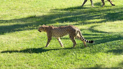 Cheetah Walking Across Sunny Green Grass Field with Long Shadows © blueringmedia