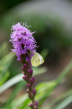 Close up of a butterfly on a Blazing Star