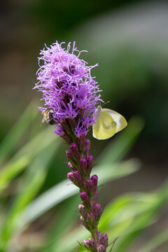 Close up of a butterfly on a Blazing Star