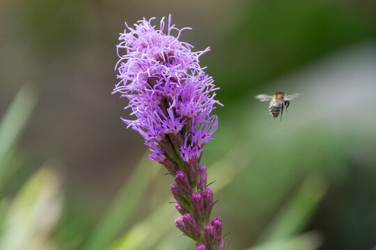 Close up of a bee on a  Blazing Star