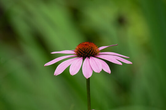 Close up of a Purple Coneflower (Echinacea Purpurea)
