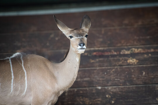 A portrait of a Greater Kudu Female