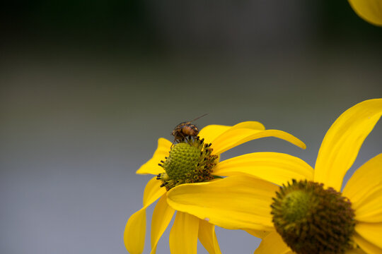 Close up of a bee pollinating