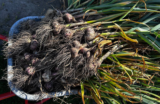 Freshly harvested garlic bulbs with roots and soil in bucket. Green and yellow stems from organic garden harvest. Vegetable farming, agriculture, garlic growing concept.