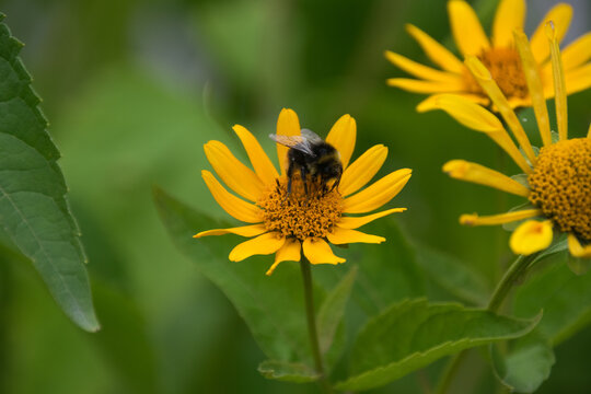 Close up of a bee pollinating