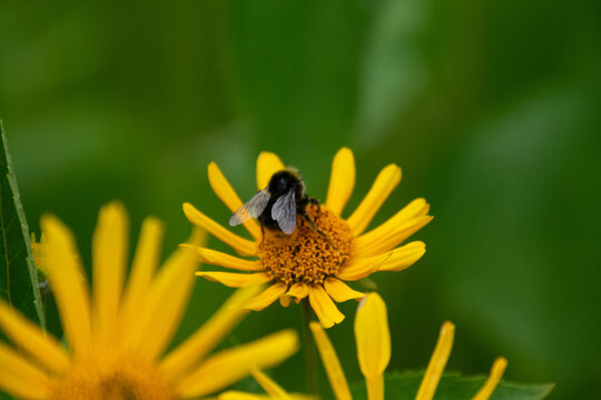 Close up of a bee pollinating