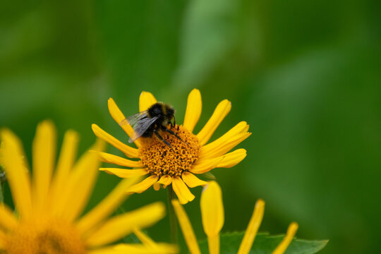 Close up of a bee pollinating