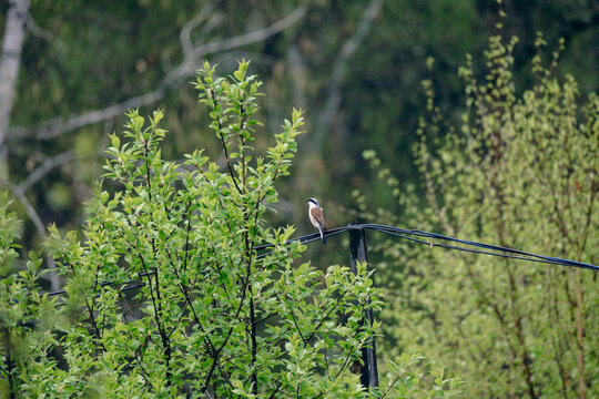 Shrike bird perched on a wire looking back against green foliage background