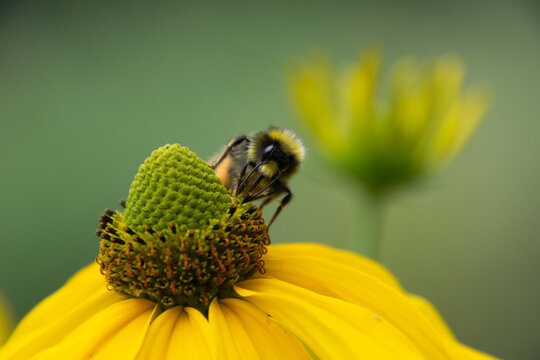 Close up of a bee pollinating