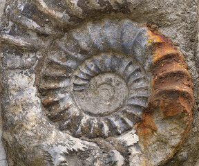 Large embedded ammonite fossils displaying its iconic ribbed spiral shell, Monmoth Beach , Lyme Regis, Dorset, England © Luis