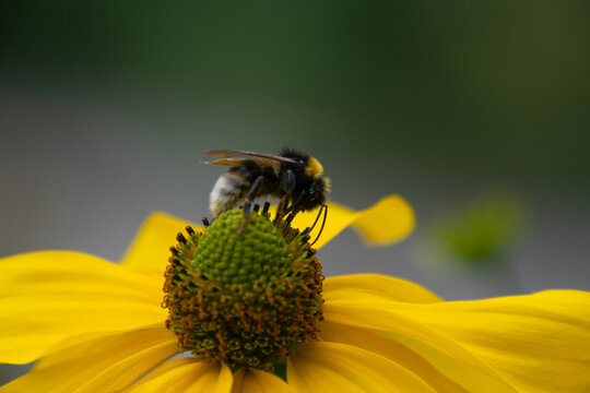 Close up of a bee pollinating