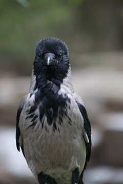 Close up of a Hooded Crow