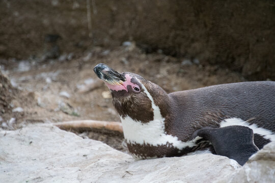 Close up of a Humboldt Penguin