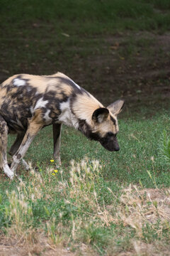 Close up of a African Wild Dog