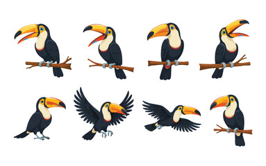 Fototapeta premium Toucan illustrations in various poses vector graphics on a white background toucans ramphastos bird birds