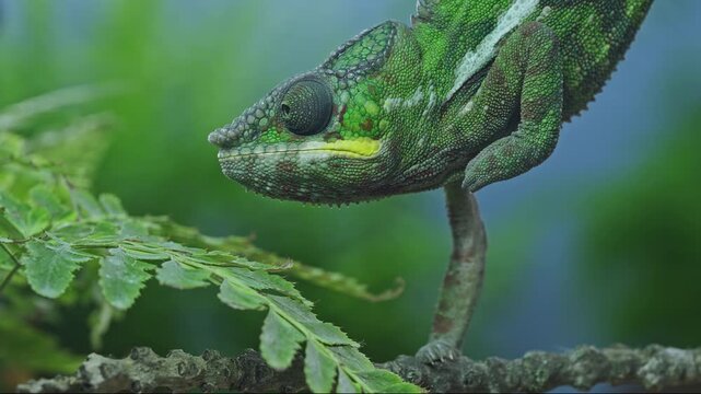 Young green panther chameleon carefully navigating a branch above delicate fern leaves, highlighting beautiful details colorful, textured skin. Detailed portrait of vibrant chameleon.
