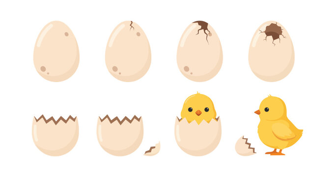 Egg hatching sequence illustration showing cracked shells and emerging chick on a white background bird