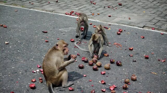 The long-tailed macaque (Macaca fascicularis) is a highly intelligent and adaptable omnivorous primate. Its main characteristics include its ability to swim and dive for food.