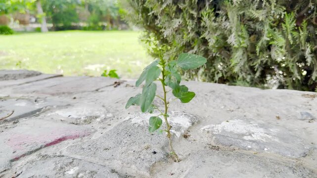 A resilient young plant sprouts from a crack in concrete, symbolizing hope, growth, and nature's persistence in an urban environment