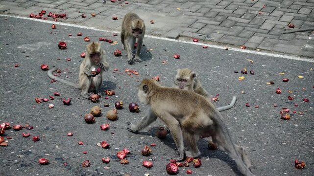 The long-tailed macaque (Macaca fascicularis) is a highly intelligent and adaptable omnivorous primate. Its main characteristics include its ability to swim and dive for food.