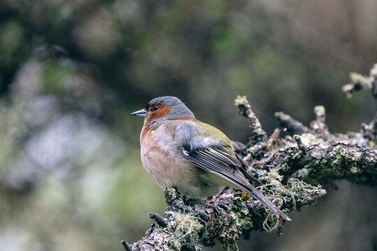 Common chaffinch male bird perched on a mossy branch