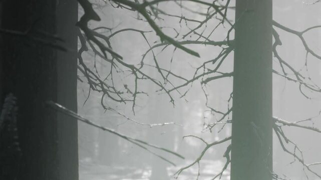 A thick fog covers a forest with tall trees and bare branches. The sunlight tries to break through the fog. The atmosphere appears cool and quiet. The scene suggests early morning hours.