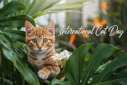 Orange tabby kitten in tropical leaves and flowers on International Cat Day