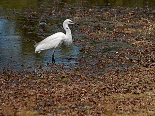 Obraz premium Little Egret, Seidenreiher (Aigrette garzette)