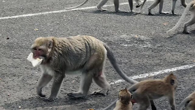 The long-tailed macaque (Macaca fascicularis) is a highly intelligent and adaptable omnivorous primate. Its main characteristics include its ability to swim and dive for food.