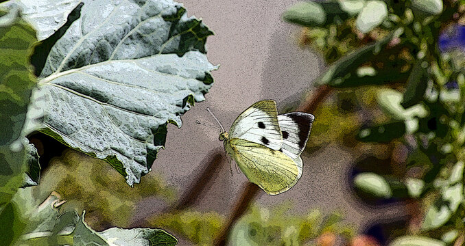 borboleta a voar