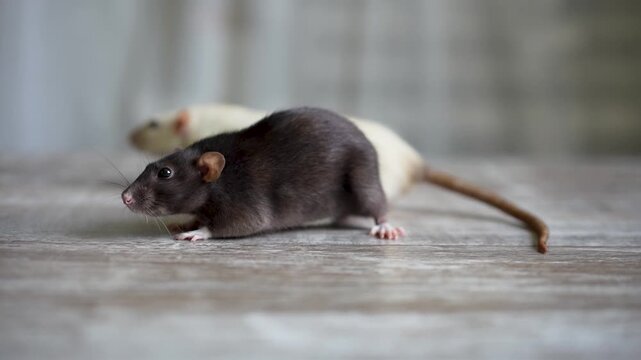 two pet rats playing and resting on a wooden table, with a plate of food nearby. Cute home interaction and animal friendship