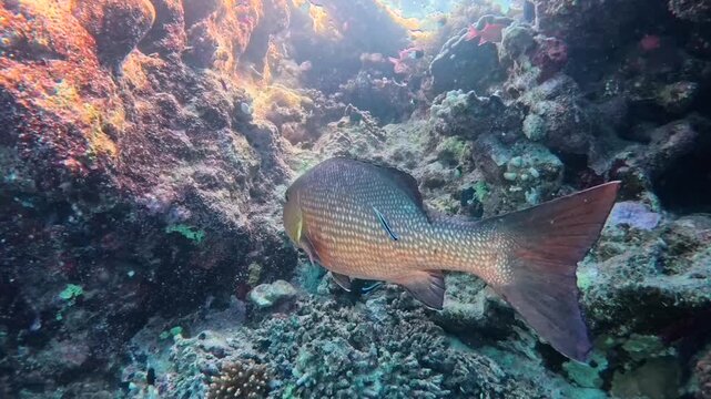 Large bohar snapper fish Lutjanus bohar swimming underwater in open blue water on coral reef being cleaned by cleaner wrasse