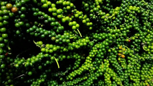 Fresh green peppercorns background raw pepper berries on strings texture organic spice close-up