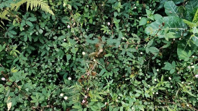 Human finger pointing at a delicate pink flower of a sensitive plant (Mimosa pudica) in nature