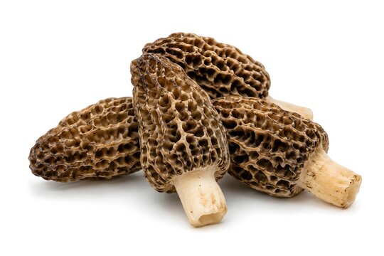 A group of premium wild morel mushrooms isolated on a clean white background. Best choice for high-end restaurant menus, spring foraging, and luxury ingredient branding.